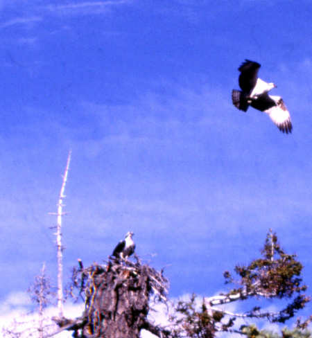 Osprey of Lake Tahoe
