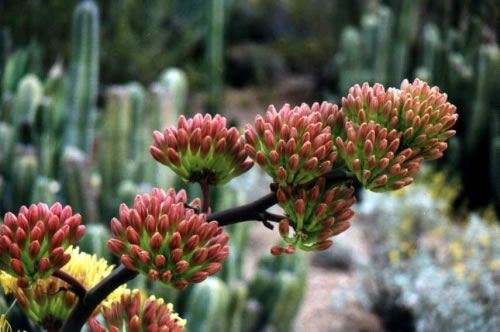 Yucca Cactus Flower