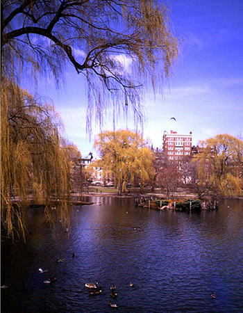 The Common
