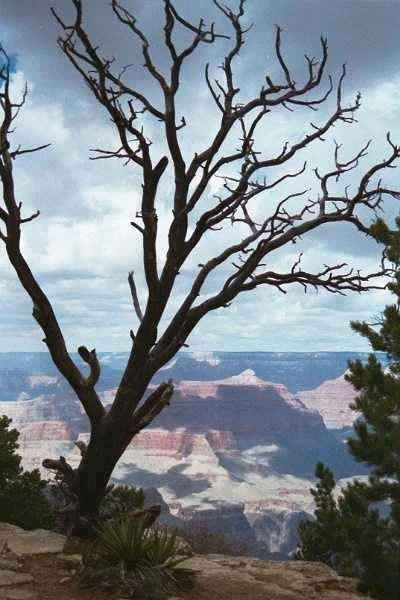 Hanging Tree