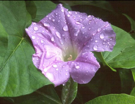 Hawaiian Morning Glory