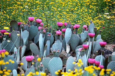 Prickly Pear Blossoms