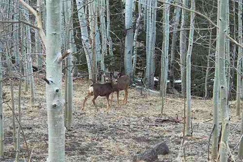 Two Deer