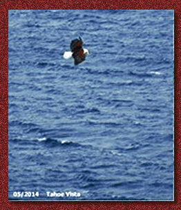 Eagle with Goose