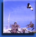 Click Here to see the video clip