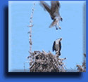Click Here to see the video clip